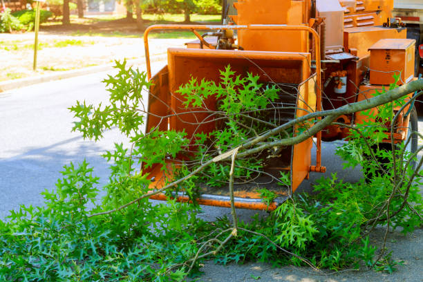 Best Tree Disease Treatment  in Woodlake, VA